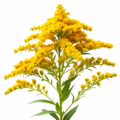 Goldenrod on white background