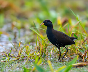 Obraz premium Black crake, Zapornia flavirostra, waterbird in the rail and crake family, walk in the green water vegetation.