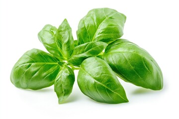 Fototapeta premium Fresh Basil Leaves Isolated on White Background Perfect for Cooking Concepts