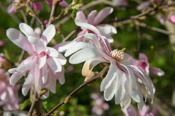 Magnolia blooming in the spring 