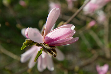 Magnolia blooming in the spring 