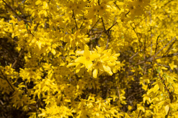 Forsythia plant blooming on a sunny day in spring 