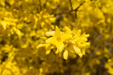 Forsythia plant blooming on a sunny day in spring 