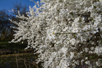 Myrobalan plum tree blooming in early spring with white flowers