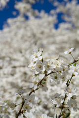 Myrobalan plum tree blooming in early spring with white flowers