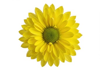 Fototapeta premium Vibrant yellow chrysanthemum macro photography isolated white background