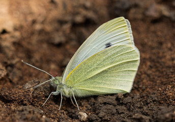 A delicate Small White butterfly (Pieris rapae) perched on dark earth. The butterfly's wings exhibit a soft, off-white hue with delicate, almost translucent veins visible beneath the surface.