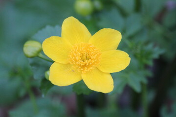 yellow flower in the garden