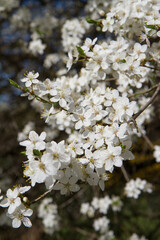 Myrobalan plum tree blooming in early spring with white flowers