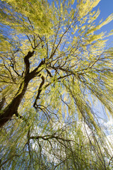 Fototapeta premium Weeping willow tree in a park seen upwards against a blue sky
