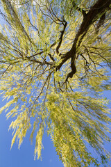 Weeping willow tree in a park seen upwards against a blue sky