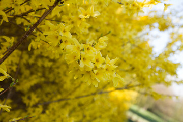 Forsythia plant blooming on a sunny day in spring 