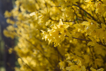 Forsythia plant blooming on a sunny day in spring 