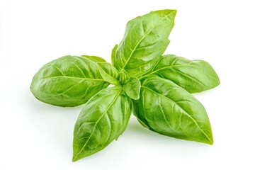 Fototapeta premium Fresh Basil Leaves Isolated on White Background for Culinary Use