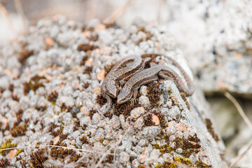 Two lizards on a stone