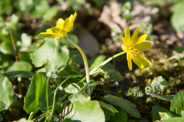 The lesser celandine or fig buttercup (Ficaria verna) blooming on a sunny day in early spring 
