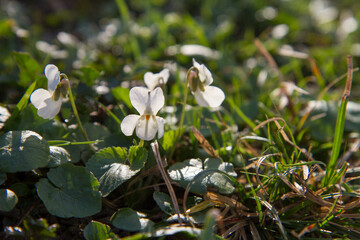 Sweet violet (Viola odorata) blooming on a sunny day in early spring