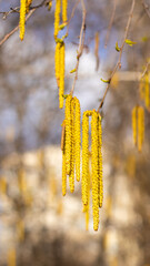 Naklejka premium Delicate yellow catkins sway gently in the breeze, heralding the arrival of spring in a serene natural setting