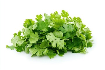Obraz premium Fresh Cilantro Bunch on White Background for Cooking and Garnish