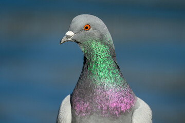 close up of a pigeon