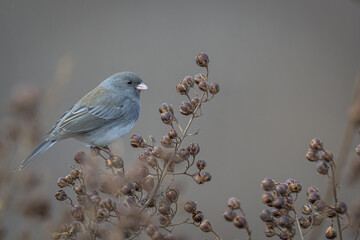 bird on a branch