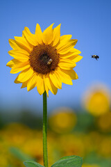 sunflower against blue sky