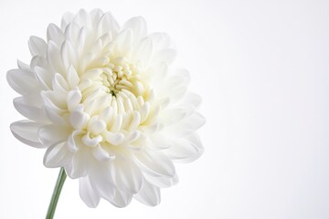 Fototapeta premium White Chrysanthemum Flower Close-up on White Background for Floral Designs
