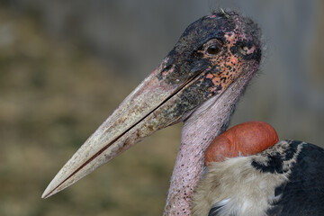 marabou stork