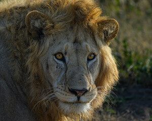 portrait of a lion