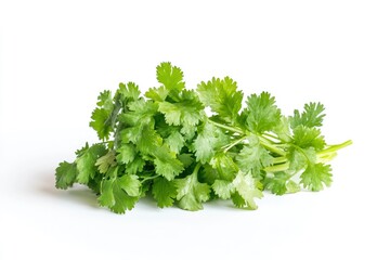 Obraz premium Fresh Cilantro Bunch Isolated on White Background for Food Photography