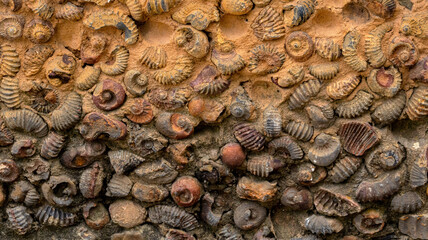 mural de fosiles (amonitas) Villa de  Leyva Colombia