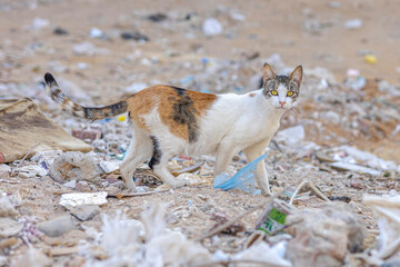 Fototapeta premium Calico Cat Walking Through Garbage Stray Feline in Urban Waste