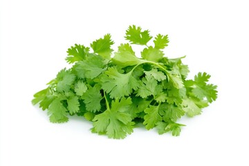 Fototapeta premium Fresh Cilantro Bunch Isolated on White Background for Food Preparation