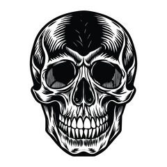 Fototapeta premium human skull vector illustration