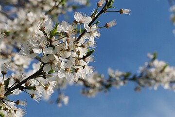 White spring flowers on some kind of cherry tree, possibly Prunus Cerasus or Prunus Spinosa (sour...