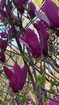 Purple magnolia flowers