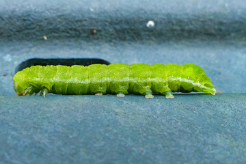 Mamestra brassicae Caterpillar (Cabbage Moth) found inside a compost bin
