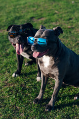 dogs wearing sunglasses and sunbathing (high resolution)