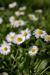 Obraz premium Field of blooming daisies in spring sunlight