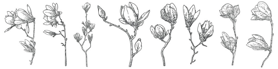 Magnolia flower drawings set. Sketch of floral botany twigs from real tree. Black and white with line art isolated on white background. Real life hand drawn illustrations of magnolia bloom. Vector.