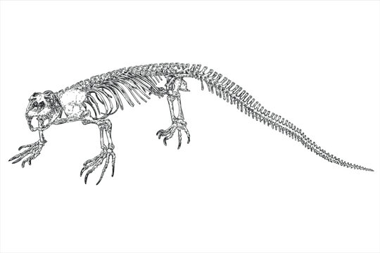 Komodo dragon lizard skeleton and skull. Anguimorphs with big teeth. Water monitors, gila monster or slow worms. Reptile head and body bones. Asian water monitor or Varanus. Vector.