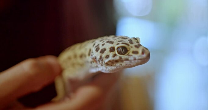 A girl holds her pet leopard gecko, showcasing the unique bond between a reptile owner and their beloved lizard companion.
