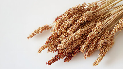 A delicate bunch of quinoa ears with small reddish seeds arranged in an aesthetically pleasing manner on a soft white background, highlighting their organic elegance.