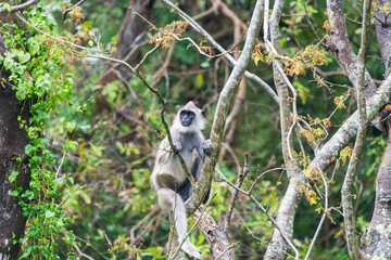 The purple-faced langur (Semnopithecus vetulus), an Old World monkey endemic to Sri Lanka, perched in a tree near Polonnaruwa.
