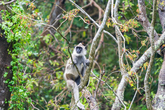 The purple-faced langur (Semnopithecus vetulus), an Old World monkey endemic to Sri Lanka, perched in a tree near Polonnaruwa.
