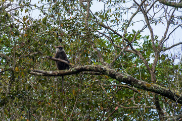 The purple-faced langur (Semnopithecus vetulus), an Old World monkey endemic to Sri Lanka, perched in a tree near Polonnaruwa.