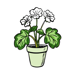 Potted geranium blooming with white flowers against a plain background  
