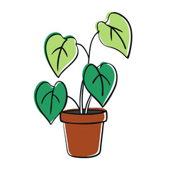Heartleaf Philodendron in Pot with Lush Green Leaves  