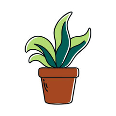 potted neoregalia plant in a simple design  