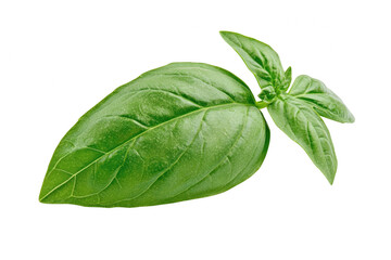 Fresh green basil leaf nature photography detailed veins vibrant green colors